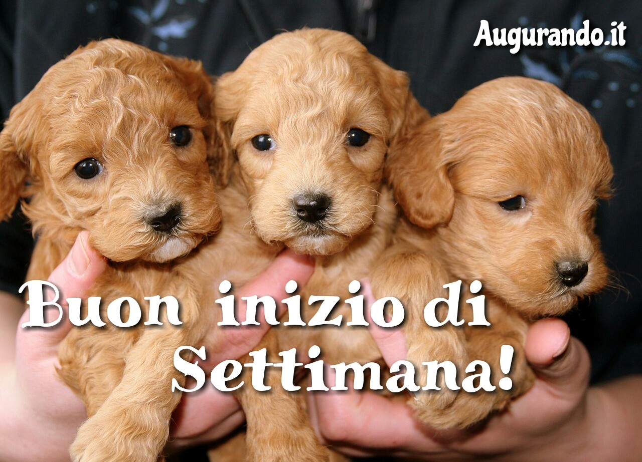 Buon Lunedì, buon inizio di settimana, felice lunedì, immagine di Buona settimana, immagine buon Lunedì, serena settimana a tutti, buon Lunedì a tutti, sereno lunedì, immagine nuove buona settimana, buona settimana,