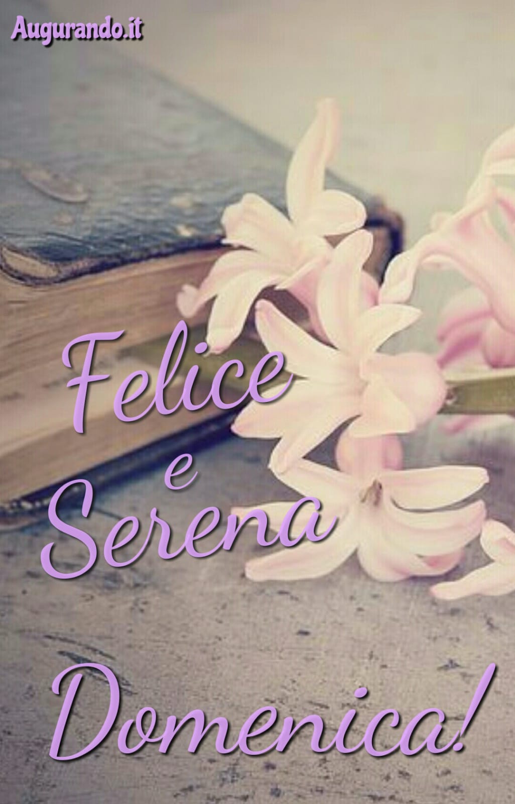 Buona domenica, domenica, felice domenica, serena domenica, dolce domenica, immagini buona domenica, buona domenica a tutti, buona domenica a te, buona domenica amore