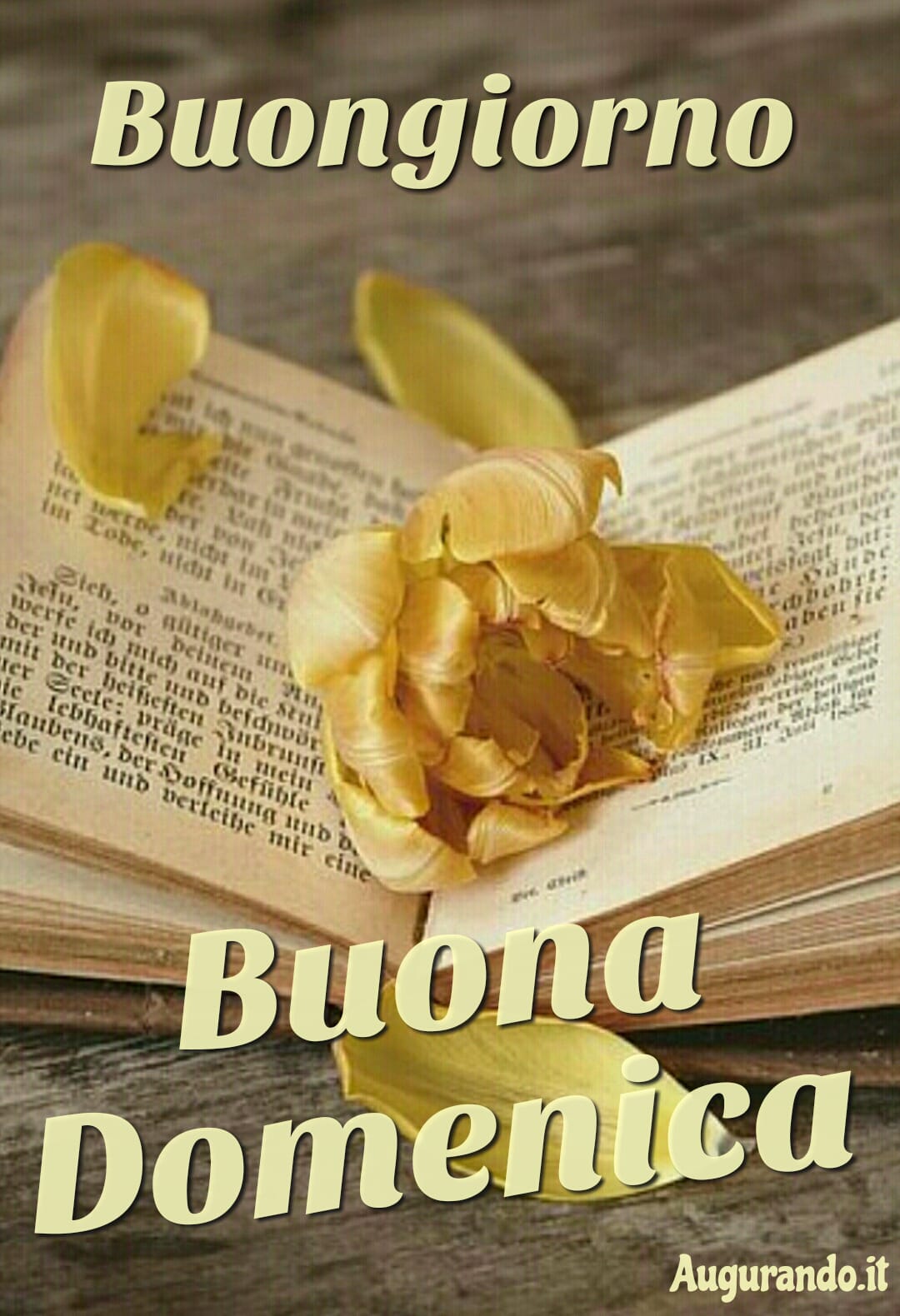 Buona domenica, domenica, felice domenica, serena domenica, dolce domenica, buona domenica a tutti, buona domenica a te, buona domenica amore