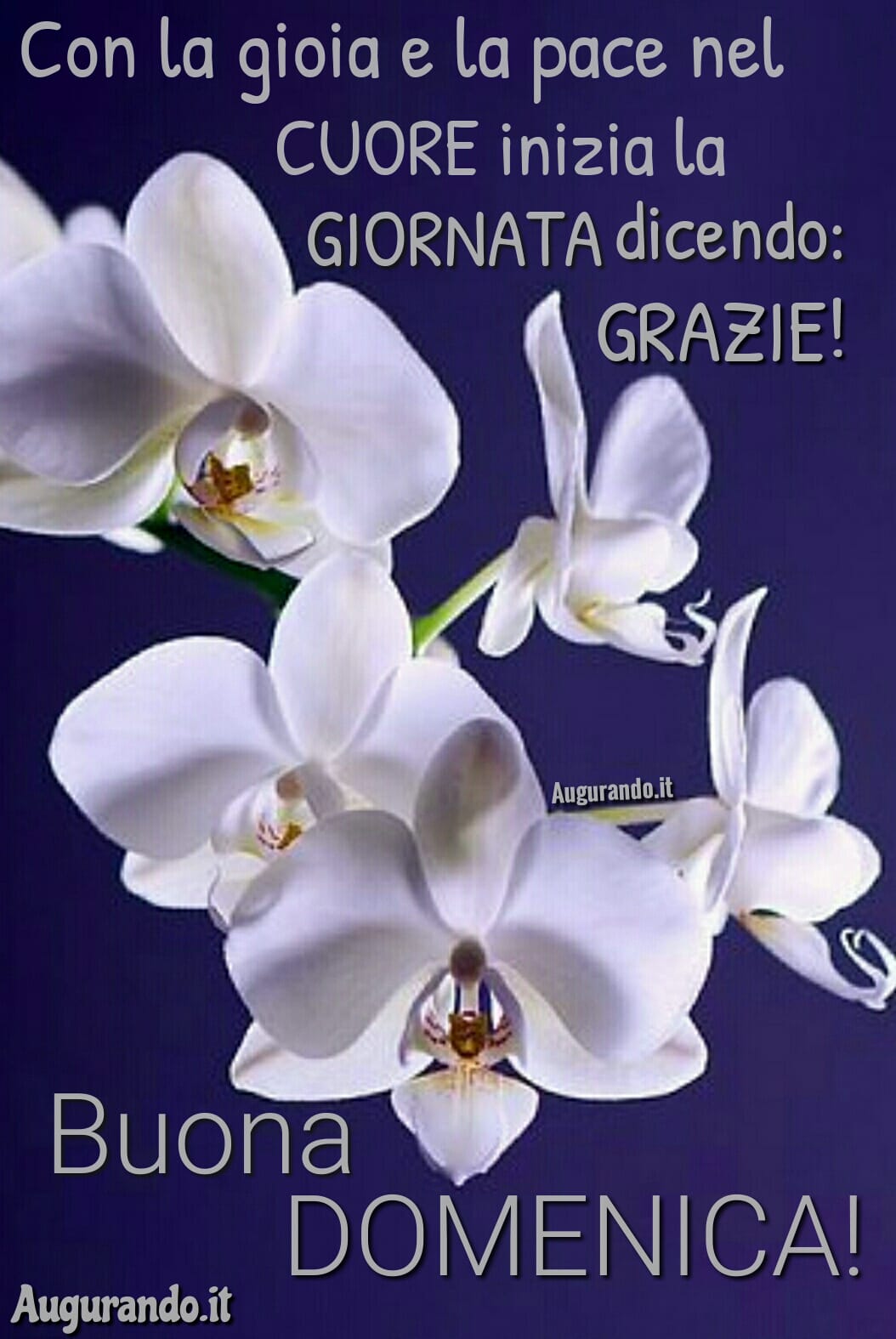 Immagini Fantastiche Per Una Buona Domenica Immagini Fantastiche Per Una Buona Domenica