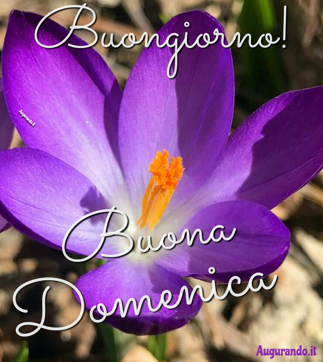 Immagini Fantastiche Per Una Buona Domenica 