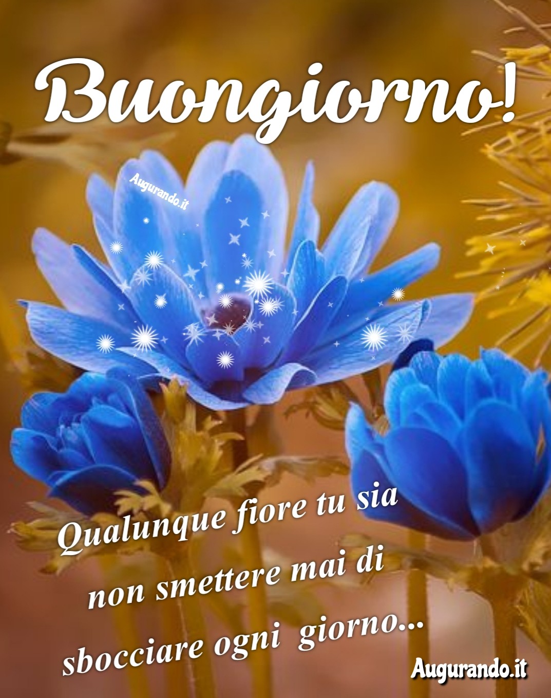 Buongiorno