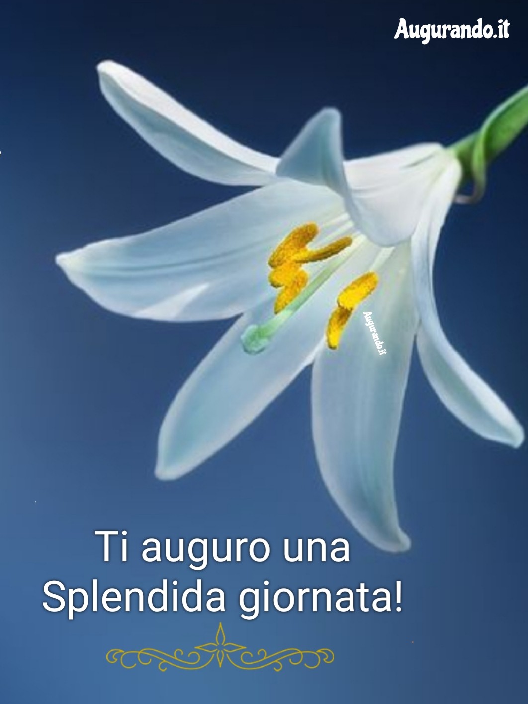 Buongiorno