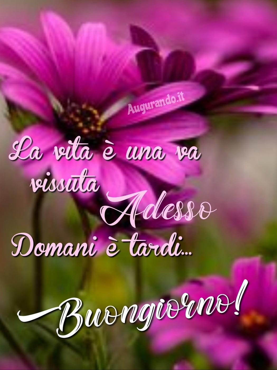Buongiorno